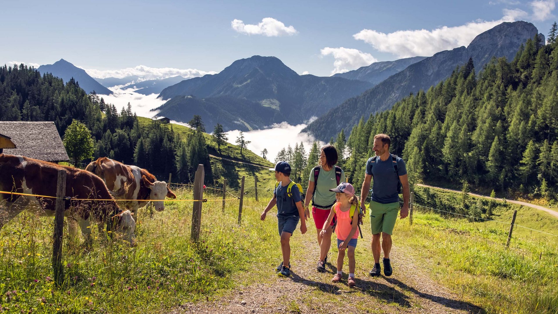 Wandern am Achensee: traumhaft schön Familie wandert auf Bergweg neben Weide mit Kühen in sonniger Alpenlandschaft