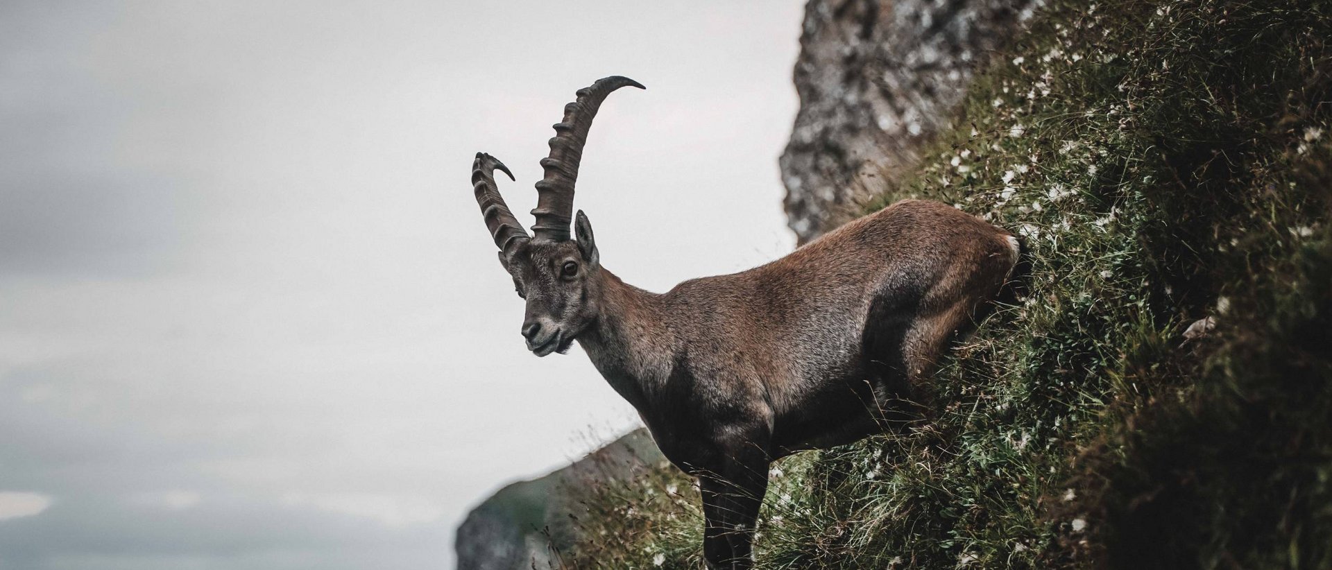 Beeindruckende Alpenbewohner Steinbock mit langen Hörnern auf steilem grasbewachsenem Felsen