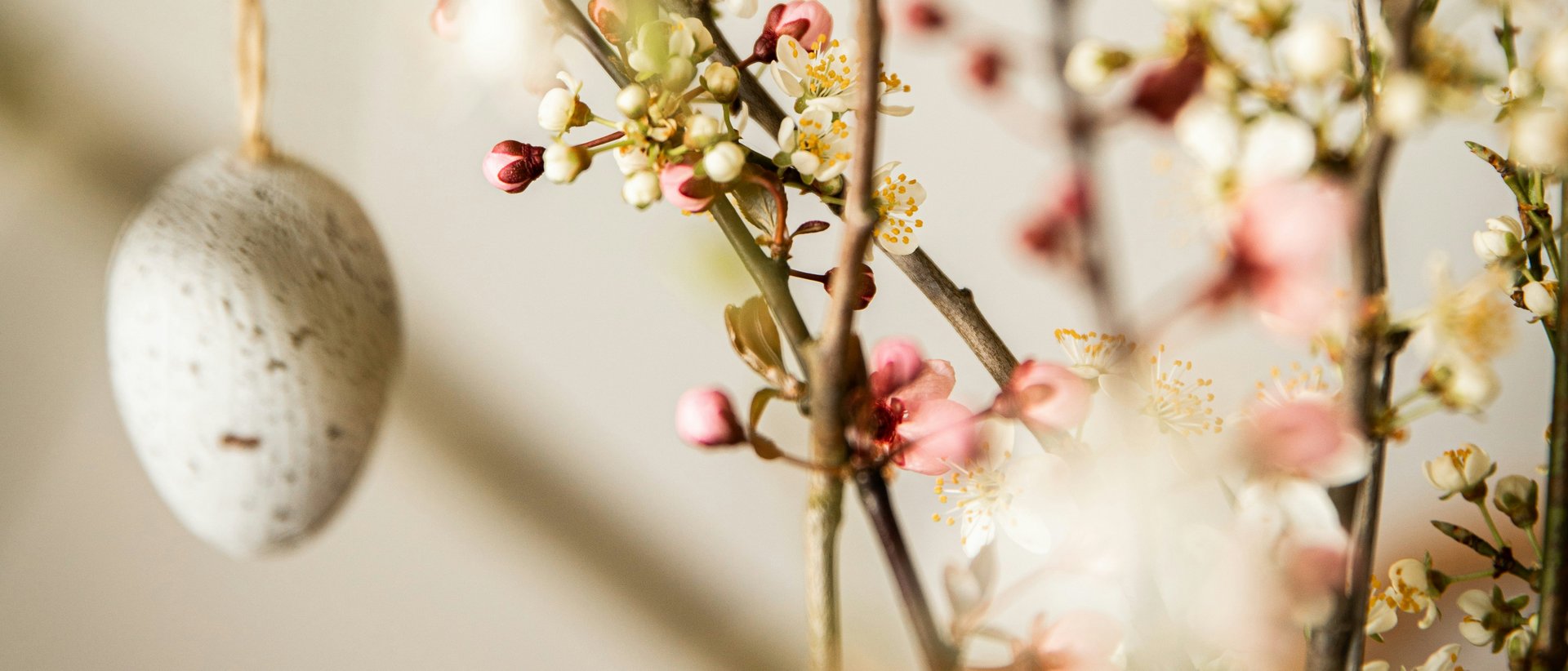 Osterbräuche und -traditionen in Tirol Zweig mit Frühlingsblüten und aufgehängtem Osterei vor hellem Hintergrund
