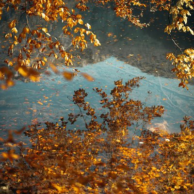 Verwöhnhotel am Achensee: Neuigkeiten Herbstliche goldene Blätter über einem ruhigen See mit Sicht auf Wasser und Laub