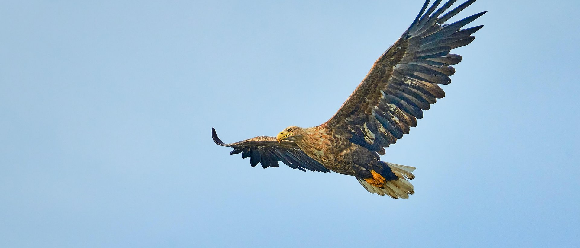 Der König der Weitwanderwege Adler fliegt mit ausgebreiteten Flügeln am klaren blauen Himmel