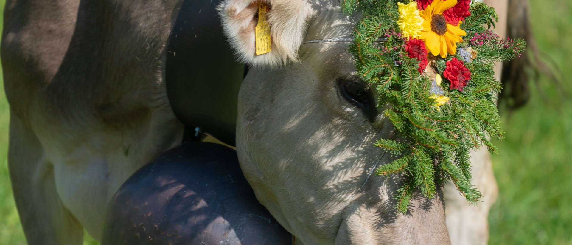 Almabtrieb und Erntedank am Achensee Kuh mit Blumenschmuck und großer Glocke auf der Weide