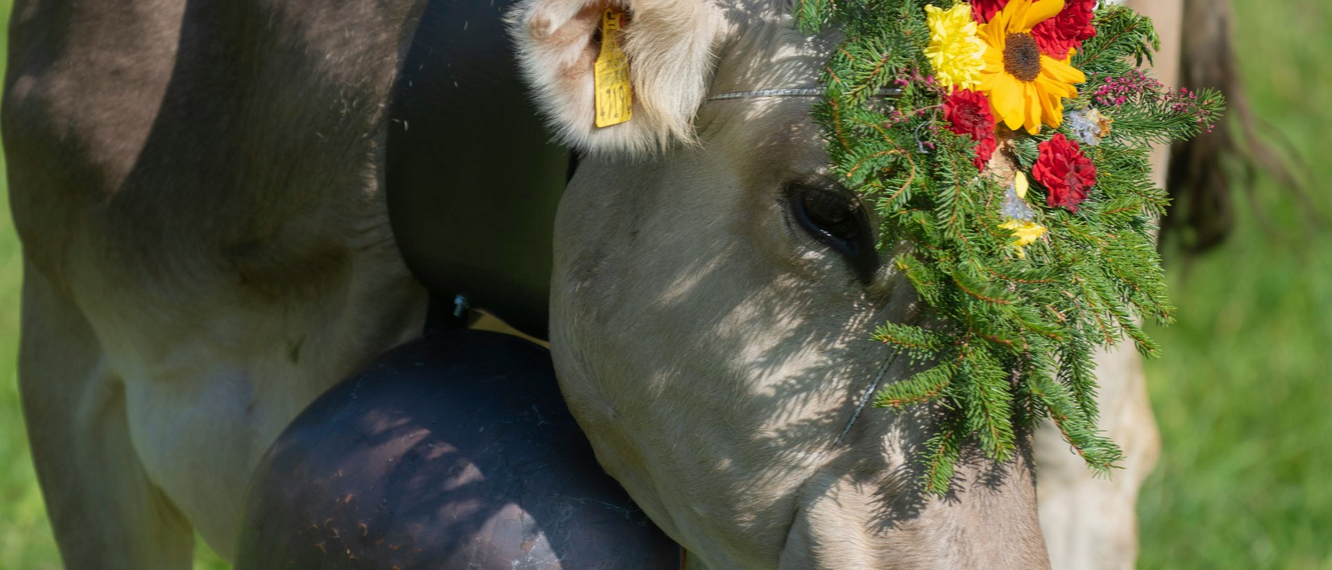Almabtrieb und Erntedank am Achensee Kuh mit Blumenschmuck und großer Glocke auf der Weide