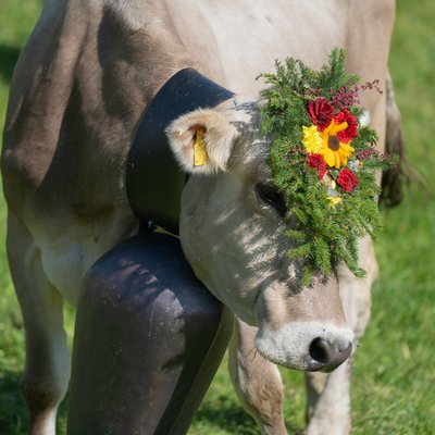 Verwöhnhotel am Achensee: Neuigkeiten Kuh mit Blumenschmuck und großer Glocke auf der Weide
