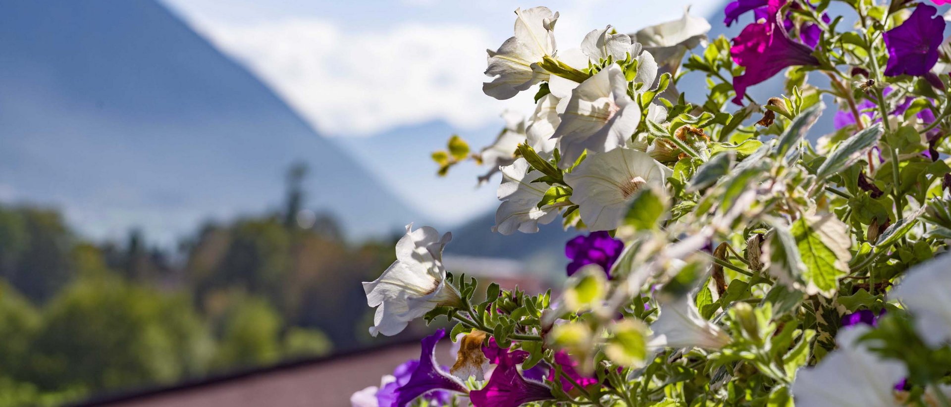 Nachhaltigkeit im Karlwirt Bunte Blumen vor unscharfen Bergen und klarem Himmel im Hintergrund