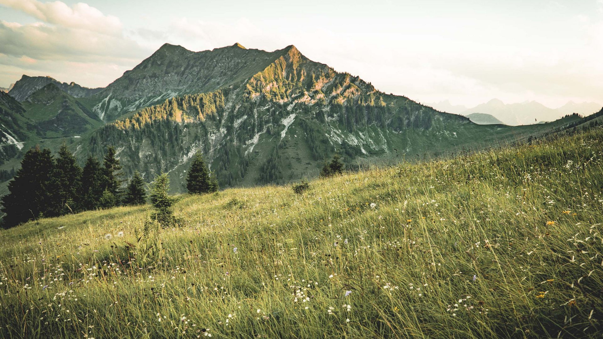 Hotel Karlwirt in Pertisau = Umweltliebe Grüne Bergwiese mit Wildblumen vor bewaldeten Bergen im Sonnenlicht