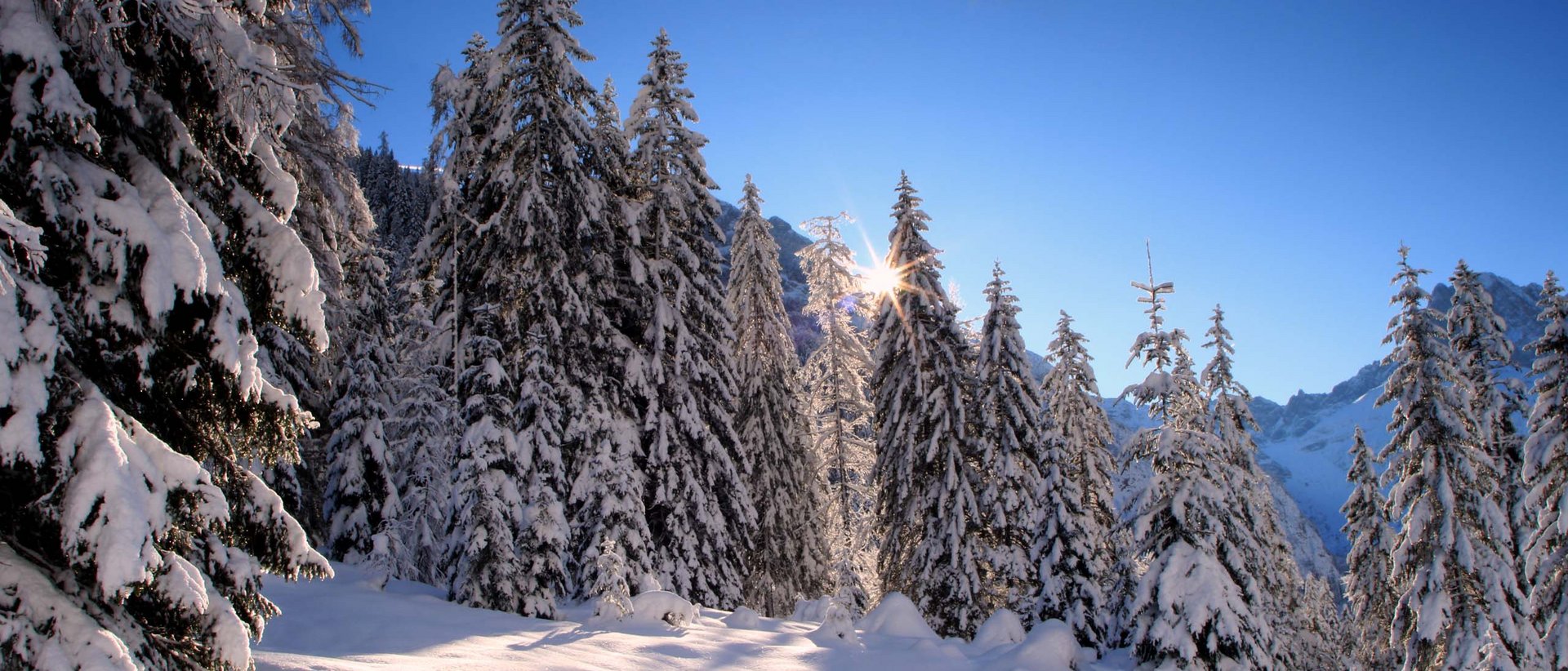 Winterspaß am Achensee Winterlicher Wald mit schneebedeckten Tannen und Sonnenstrahlen am blauen Himmel