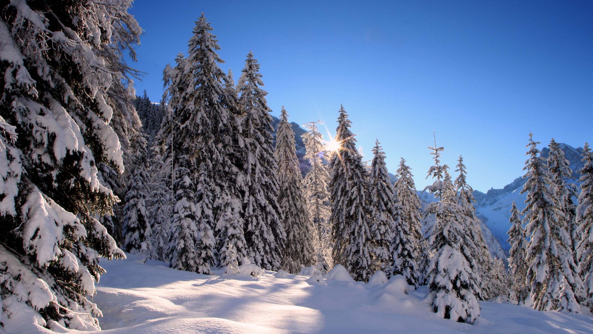 Hotel on Lake Achensee? The Karlwirt! Snow-covered pine forest in winter with sun rays and clear blue sky