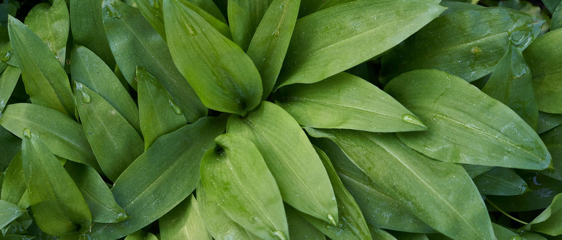 Das Frühlingsrezept schlechthin Grüne Blätter mit Wassertropfen nahaufnahme